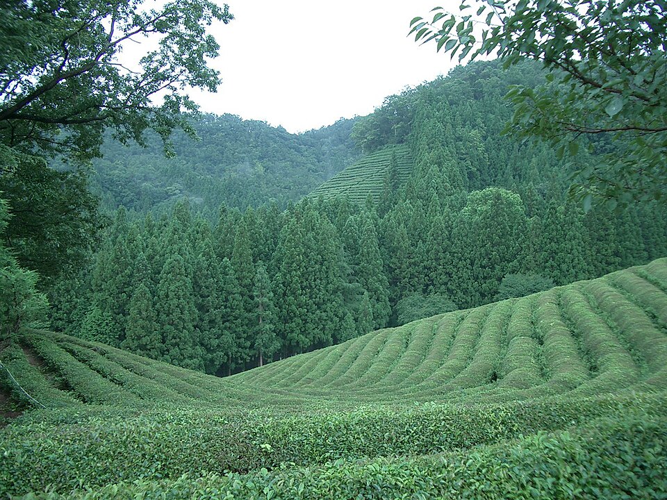 Boseong tea field
