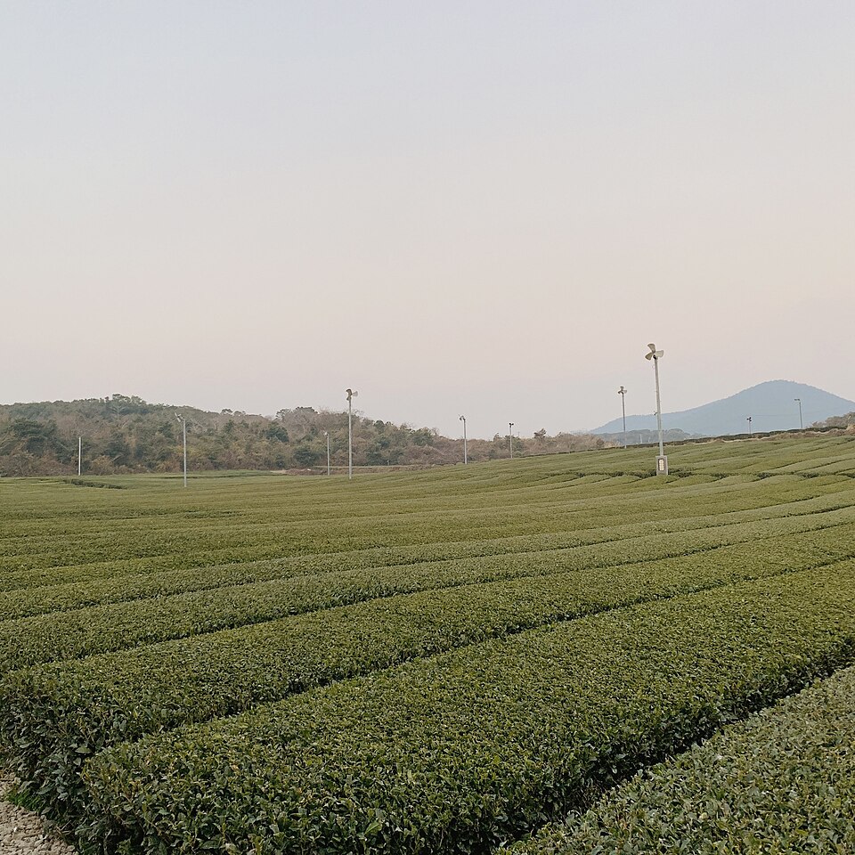 Jeju tea field
